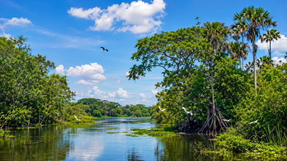 Pantanos de Centla- El Santuario de Agua en Tabasco que México debes conocer.